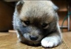 ポカポカ陽気の豆柴子犬